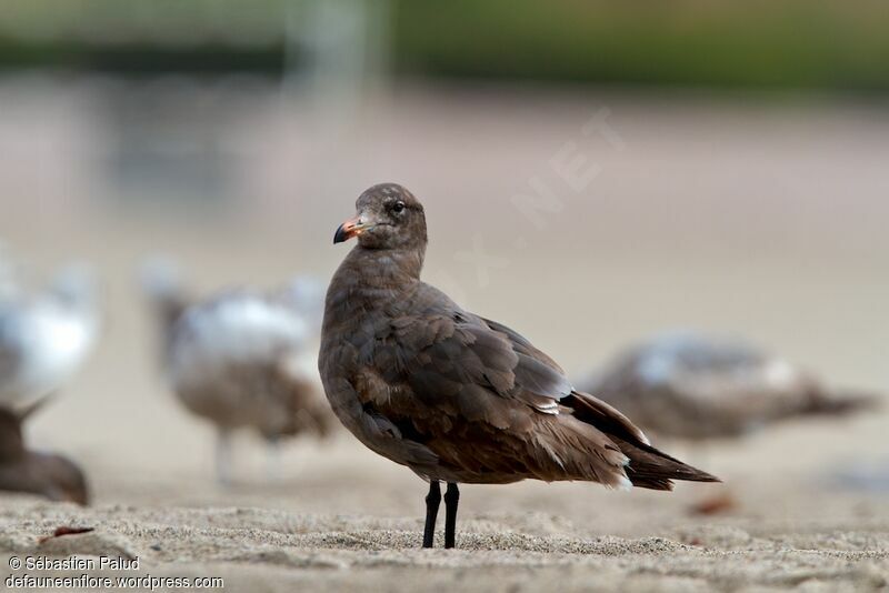 Heermann's Gull