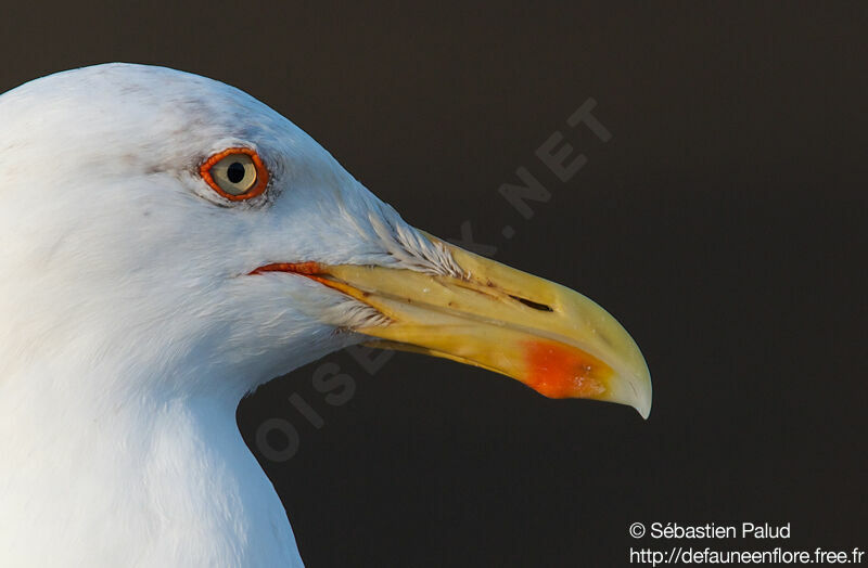 Yellow-legged Gull