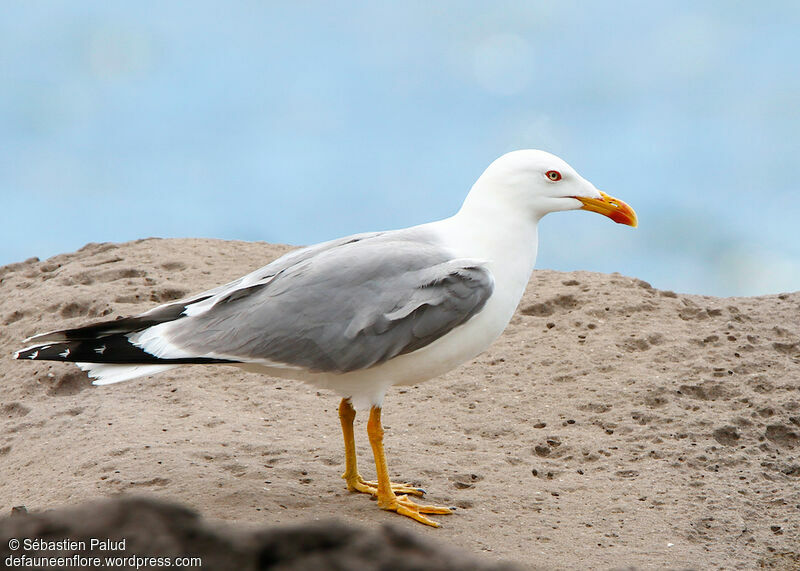 Yellow-legged Gulladult breeding