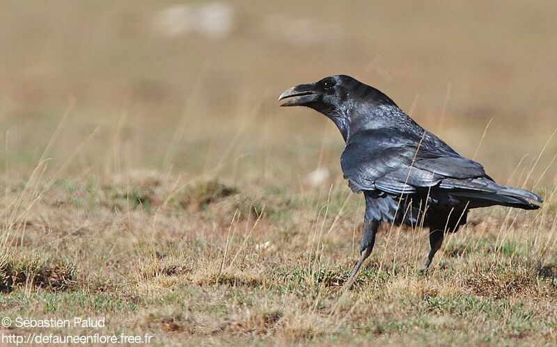 Grand Corbeau