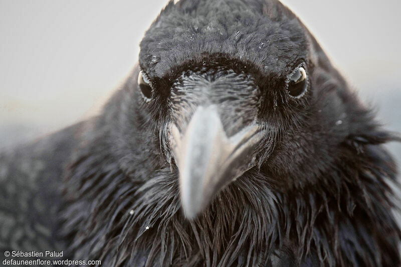 Northern Ravenadult