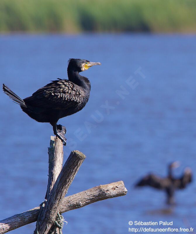 Great Cormorant