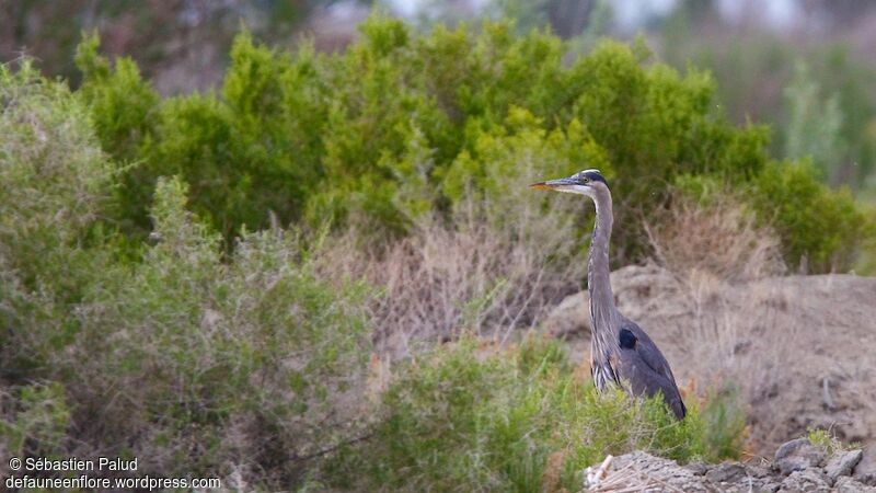 Great Blue Heronadult