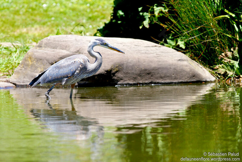 Great Blue Heronjuvenile