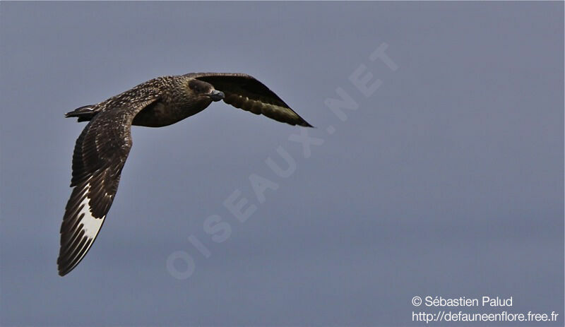 Great Skua