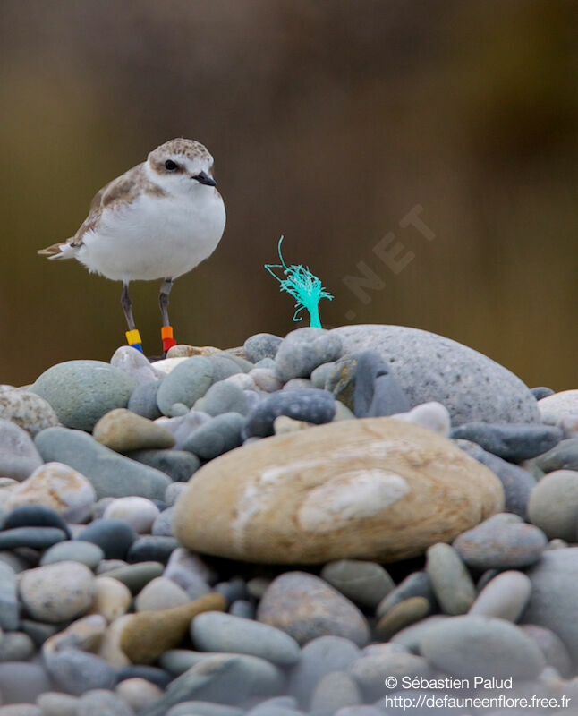 Kentish Plover