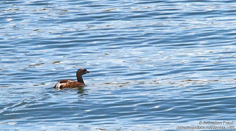 Pied-billed Grebe