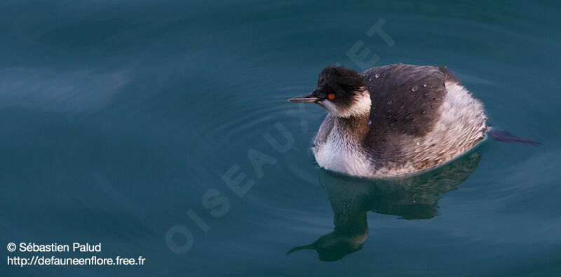 Black-necked Grebe