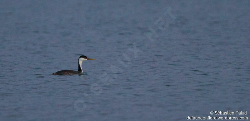 Western Grebeadult breeding