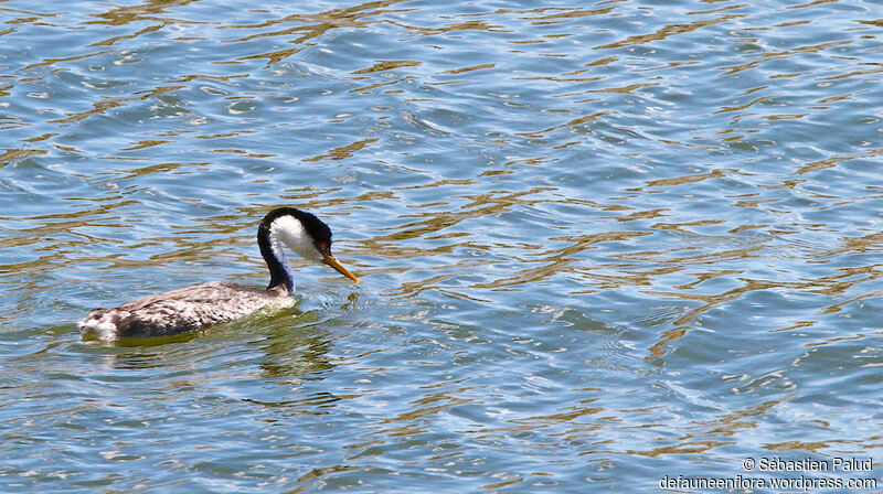 Western Grebeadult breeding