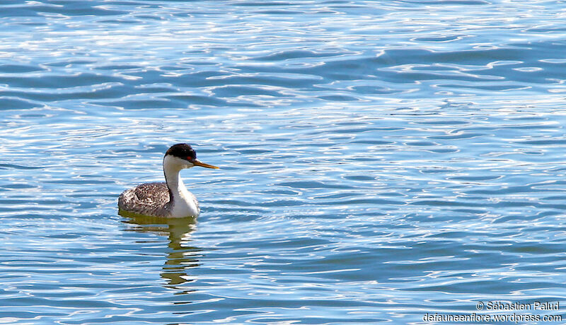 Western Grebeadult breeding