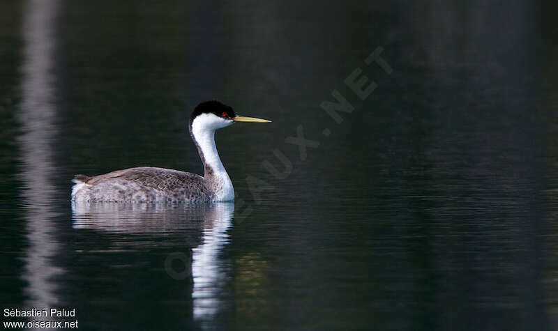 Western Grebeadult, identification