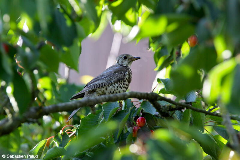 Mistle Thrush