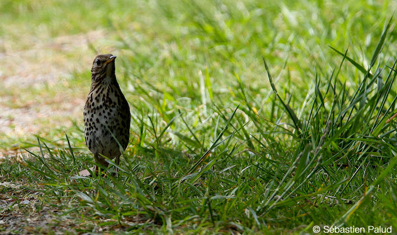 Song Thrush