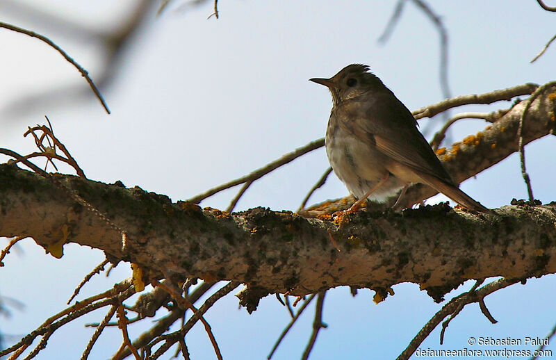 Hermit Thrush