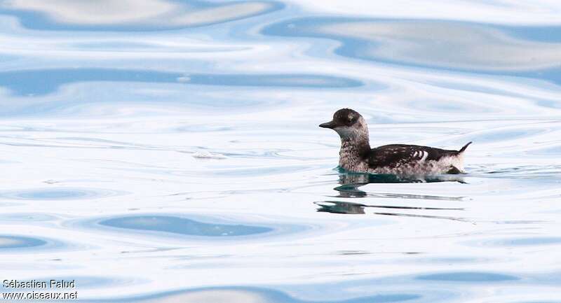 Guillemot à miroirjuvénile, identification