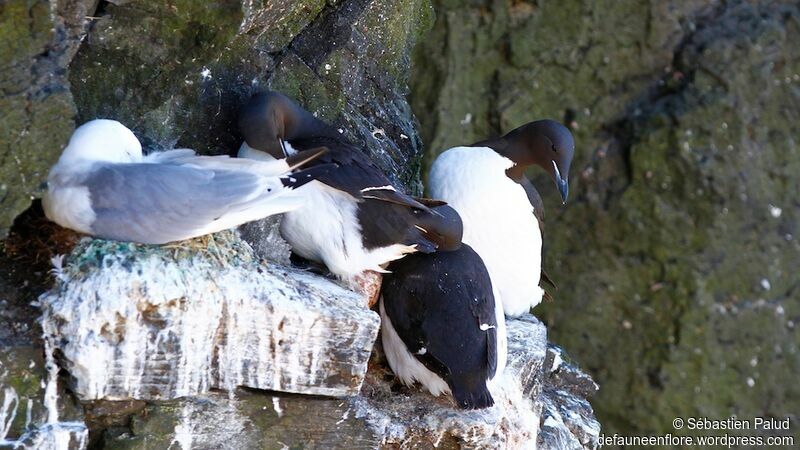 Thick-billed Murreadult breeding