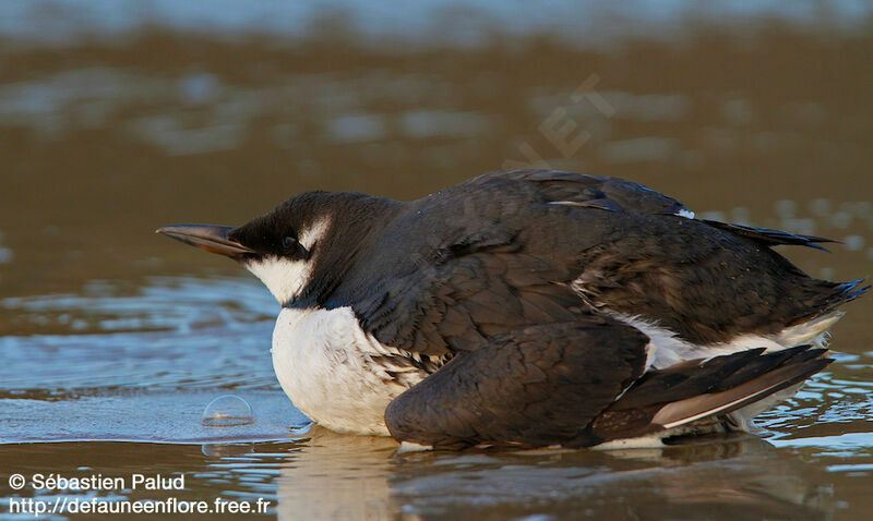 Common Murre