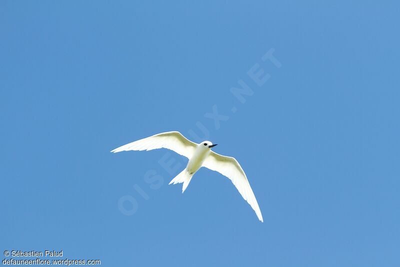 White Tern