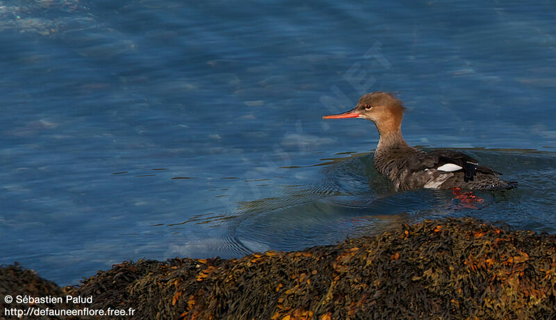 Red-breasted Merganser