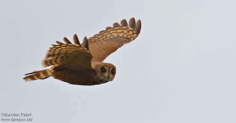 Hibou du Cap, pigmentation, Vol