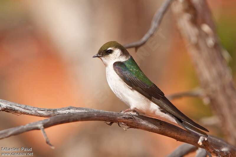 Violet-green Swallow