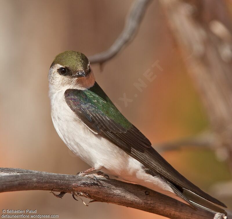 Violet-green Swallow