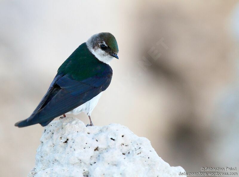 Violet-green Swallow