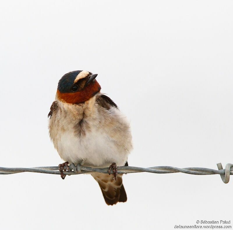 Hirondelle à front blancadulte