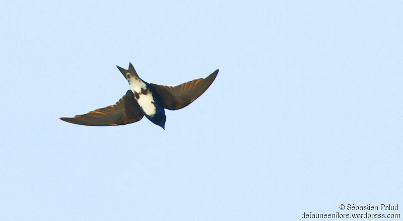 Caribbean Martin male adult