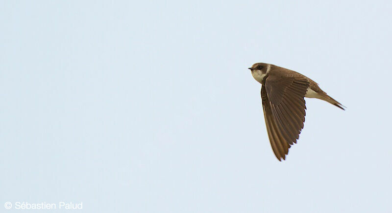 Sand Martin