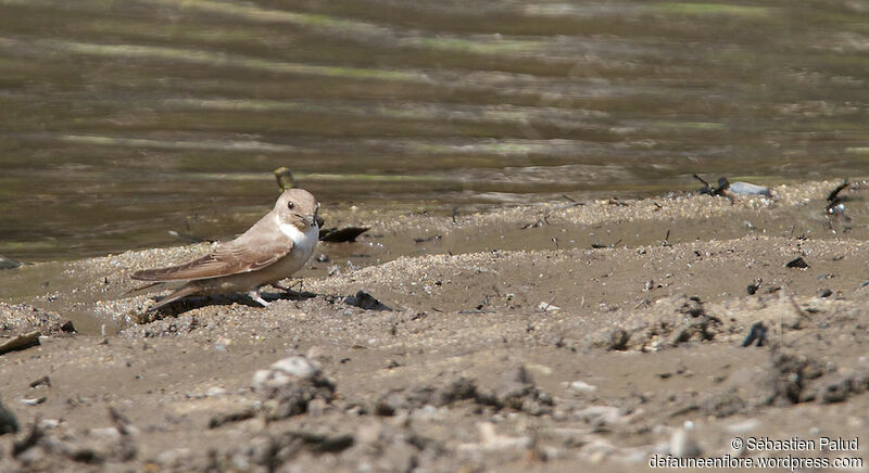 Eurasian Crag Martinadult