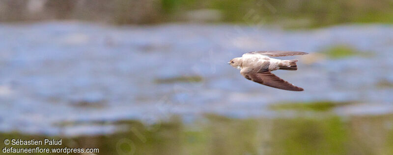 Eurasian Crag Martinadult