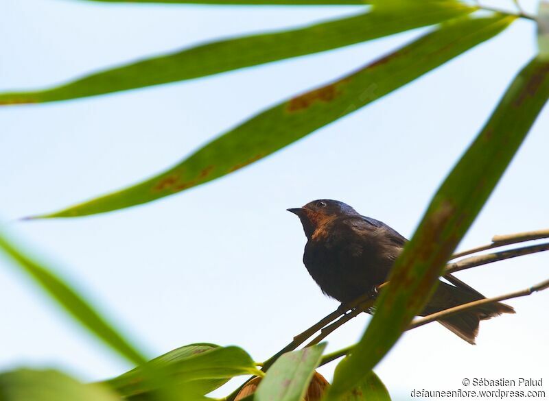 Pacific Swallow