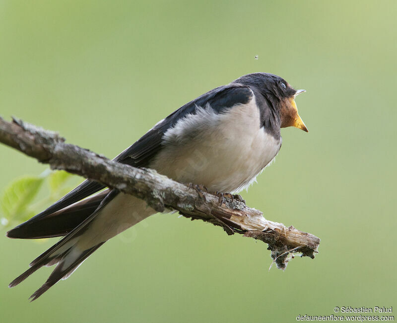 Hirondelle rustiquejuvénile