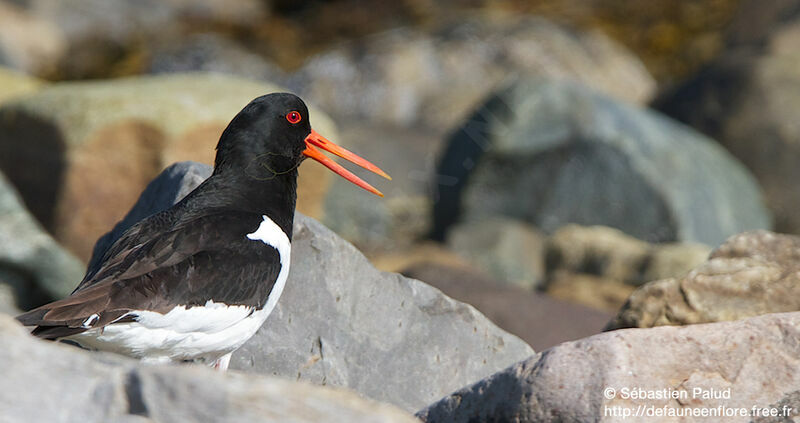 Eurasian Oystercatcher