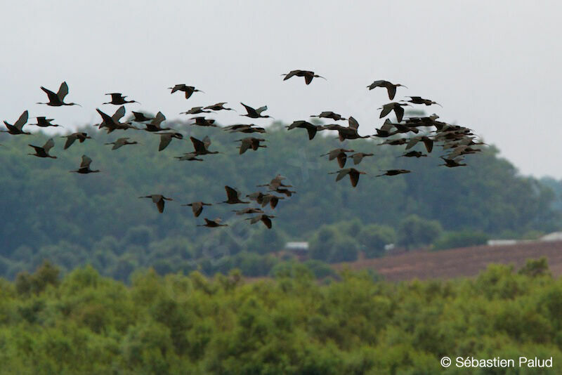 Glossy Ibis