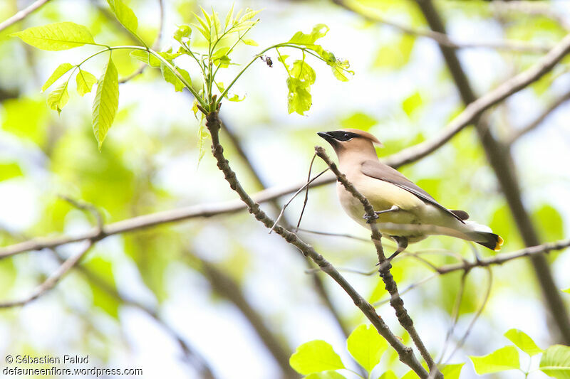 Cedar Waxwingadult