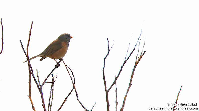 Junco ardoisé