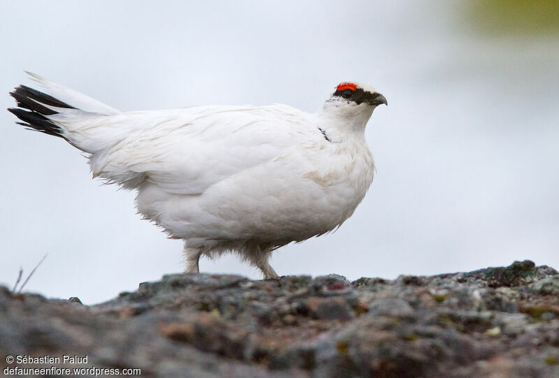 Rock Ptarmigan male adult post breeding, identification