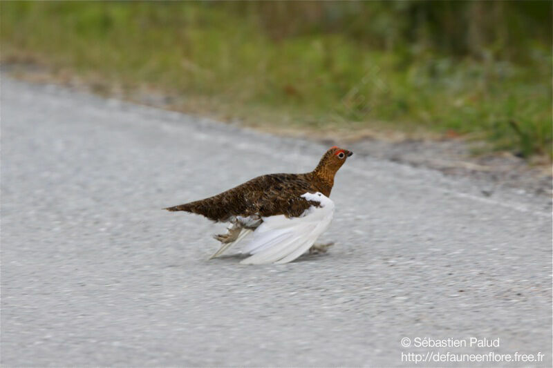 Willow Ptarmigan