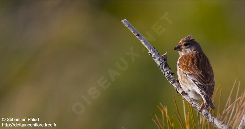 Common Linnet