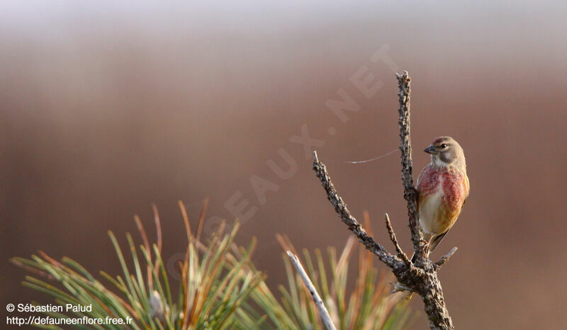 Common Linnet