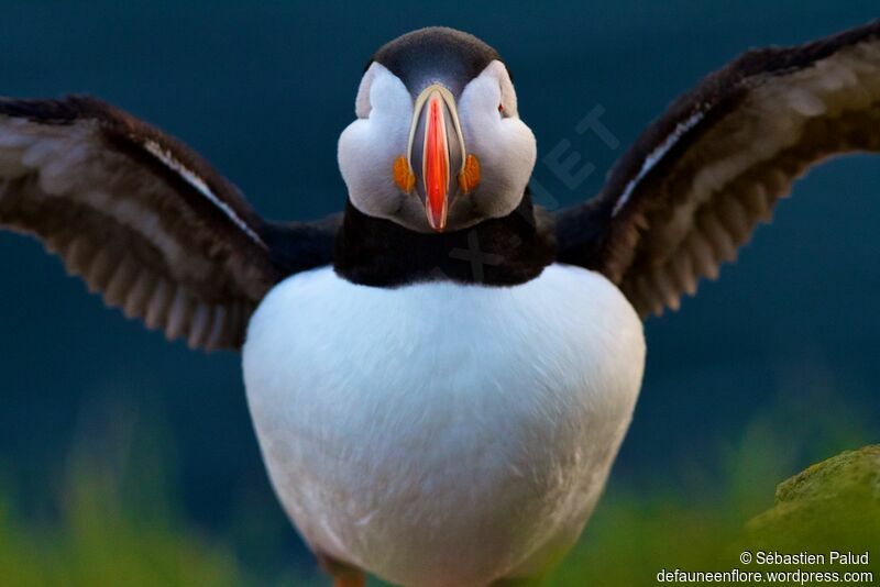 Atlantic Puffinadult breeding, close-up portrait