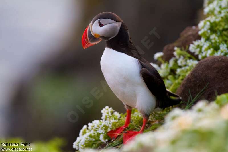 Atlantic Puffin male adult breeding, close-up portrait