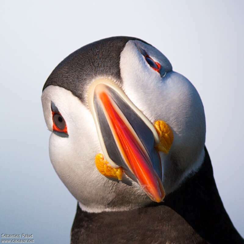 Atlantic Puffinadult breeding, close-up portrait