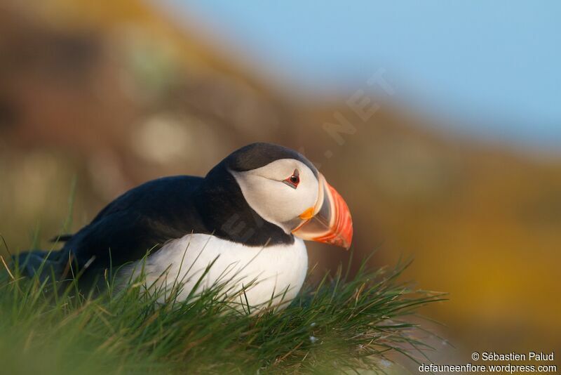 Atlantic Puffinadult breeding