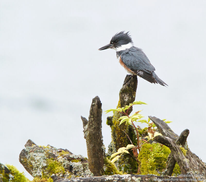 Martin-pêcheur d'Amérique femelle adulte, identification