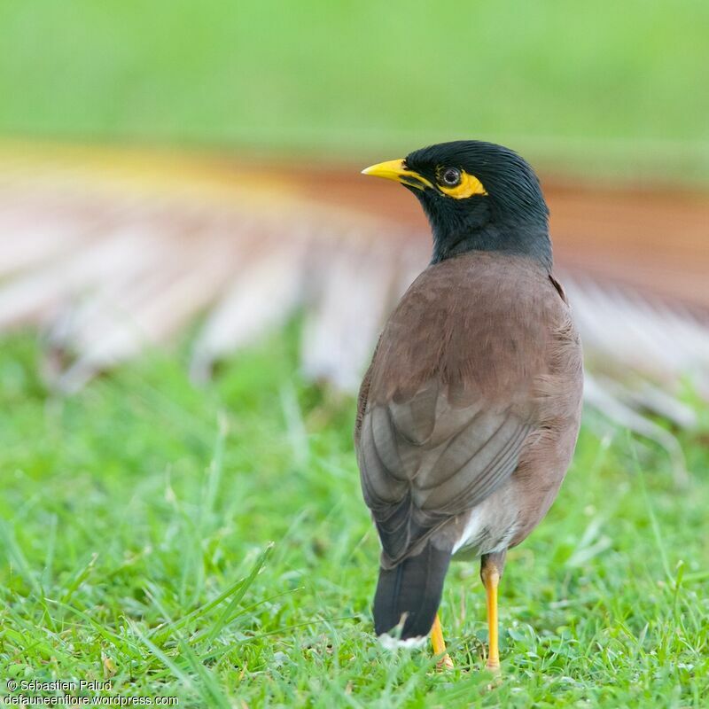 Common Myna