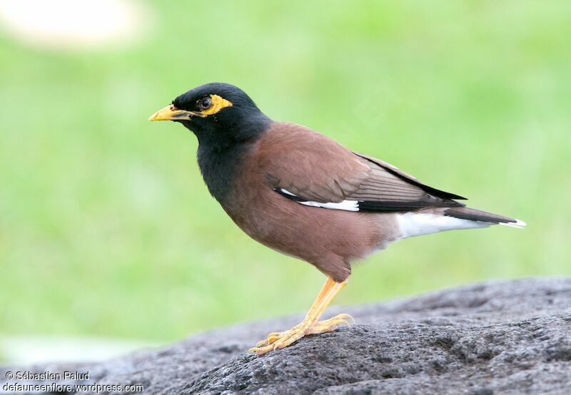 Common Myna